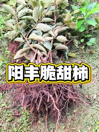 阳丰脆甜柿,这么多年过去还是很受欢迎的脆柿品种,虽然口感会差太秋一些,但是耐不住阳丰肯结果啊。所以喜欢管理简单一点的就选阳丰就行,也是很不错的脆甜柿子品种。#果树苗 #柿子苗