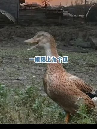 善待老人,那个孝敬发了 家,这个孝歌/-/唱的点点如燃😭😭😭