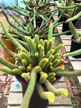 如果你家的仙人科不长胖不爆仔,可以试一下3-19水溶肥,十天用一次,效果明显。#进口水溶肥 #养花种草 #养花小知识 #家庭养花达人