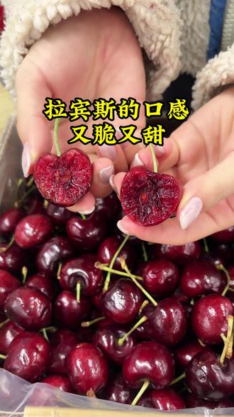 想吃真正的拉宾斯一定要擦亮眼睛 像咱们家这种紫红紫红的车厘子吃起来硬的像'小钢豆'的纯甜无酸的口感才叫真正的拉宾斯#车厘子