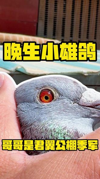 🐣【今晚八点!神秘小雄鸽直播间首秀】🎉
同父哥哥可是君翼公棚季军🏆
这血脉、这基因...懂的都懂🔥
速来蹲守!说不定下一羽传奇就在你眼前诞生✨
#赛鸽 #信鸽 #公棚鸽王 #赛鸽血脉 #今晚八点直播间见