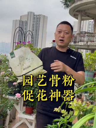 要想在秋天的时候花园里开爆花,修剪完毕的月季搞点骨粉在里头 #养花小知识 #养花人的乐趣 #花卉绿植 #我的小院 #花园生活