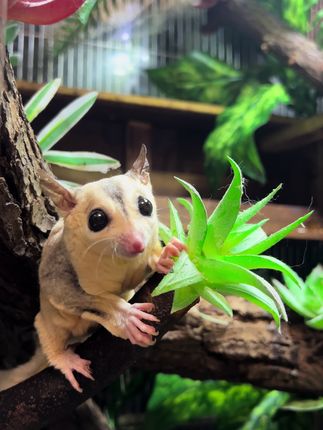 #萌犬出道计划 #怎么去除视频的背景音乐 #萌宠 #宠物出道计划 #萌宠日常记录小可爱