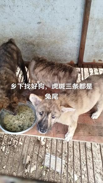 下乡找好狗,虎斑狗天生兔尾,