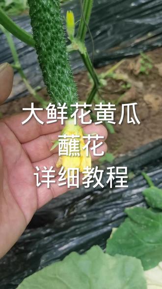 黄瓜鲜花蘸花药
使用说明
1.夏季每一组药兑水新秧20斤老秧22斤,适宜温度28度以下,矿泉水效果最佳
2.沾花标准每天(下午沾花﹣浸泡整个幼瓜,实在忙不过来的上午沾花也可以),沾呲嘴的,(就是花蕾变黄的,不黄的不能沾)
3.兑好比例的沾花液体,放置超过一个小时,需要重新搅拌。 #大棚黄瓜 #黄瓜种植与管理 #黄瓜种植管理技术交流 #抖音助农 #黄瓜种植