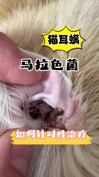 猫耳螨马拉色菌 #养宠进阶指南 #养猫经验分享 #新手养猫#猫耳螨 看我视频你学会了什么 不懂就在粉丝群问我看见就回。