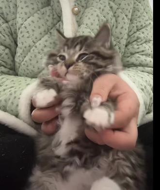 有种生物叫大叔#猫咪手势舞