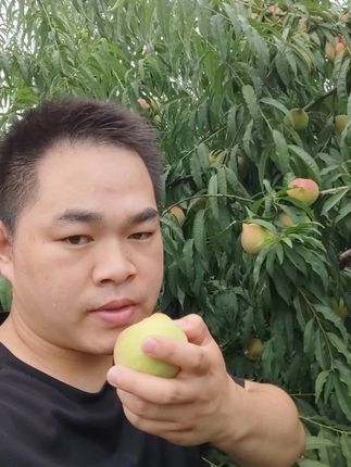 这种嘎嘣脆甜的正宗赣南鹰嘴桃你吃过吗,青皮红心,又脆又甜,桃子味很足。小时候的味道,真正好吃的脆桃。#鹰嘴桃 #脆桃 #新鲜应季水果