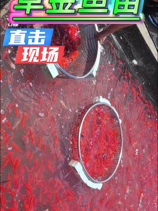 适合新手养殖的草金鱼,可家养可养观赏池,不挑水质水温 #草金鱼 #鱼缸 #农村养殖 #观赏鱼 #鱼苗