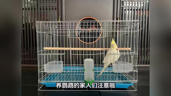 养鸟必备!大号金属鸟笼包邮到家太方便了! 今天又做了几个大尺寸的铁丝网笼子!现在下单都是包运费哦~#年货节 #萌宠 #鹦鹉 #鸟笼 #养鸟