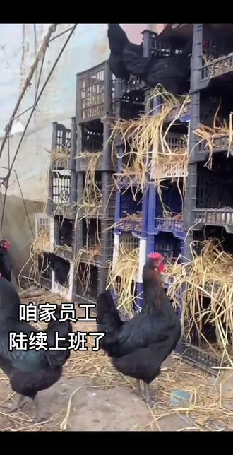 想养的来中苟村子#三农养殖