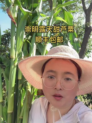 崇明露天甜芦粟,甜松脆水份多,江浙沪皖包邮