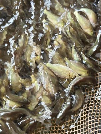 黄金鲫鱼淡水鲫鱼#鱼塘