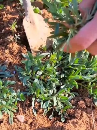 四季播春秋露地阳台菜园面条菜菜籽农家蔬菜种子