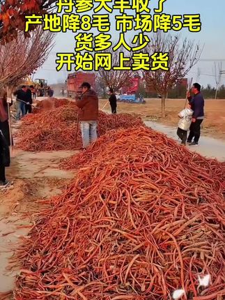 #丹参片#优质农产品 #新农人计划 #抖音助农扶农