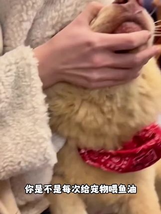 给狗喂鱼油像打仗?英优派宠物藻油来救场!#狗狗 #鱼油 #藻油dha #英优派 #英优派宠物藻油