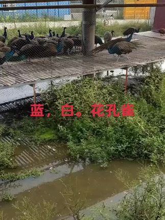 #农村创业养殖