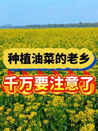 油菜种植施底肥增产方法#油菜底肥#油菜施肥#油菜种植#油菜管理