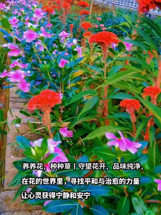忙而有度,闲而有趣,一天乐事,莫过于静等花开。👌🏻