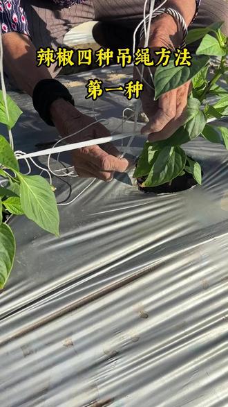 #辣椒种植 #农业种植 辣椒四种吊绳方法