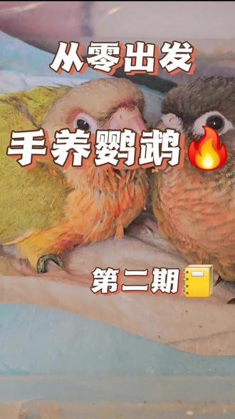无他,唯手熟尔🙈🙈🙈#新手养鹦鹉 #手养鸟 #小太阳鹦鹉#鹦鹉喂奶