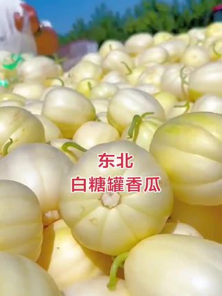 #东北大地甜香瓜甜脆#白糖罐甜香瓜#又甜又脆嘎嘎好吃#