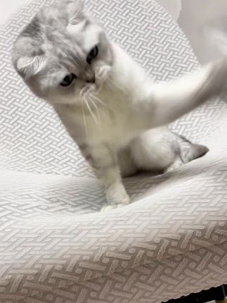 生活不是选择,是热爱❤️❤️#猫咪 #猫咪的迷惑行为 #逗猫玩具 @DOU+小助手 @抖音小助手