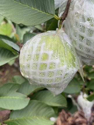 #三农 #原创视频 #口感特别好 #农业种植 #创作者扶持计划