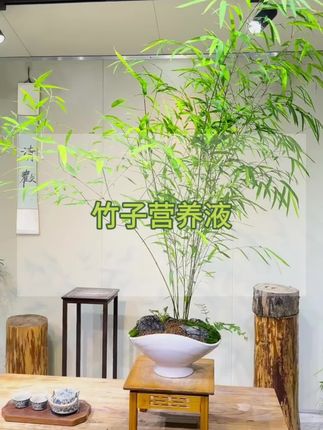 竹子很贪吃你知道吗?光浇自来水肯定不行#竹子盆栽 #竹子养护 #竹子养护技巧 #竹子营养液 #竹子专用肥