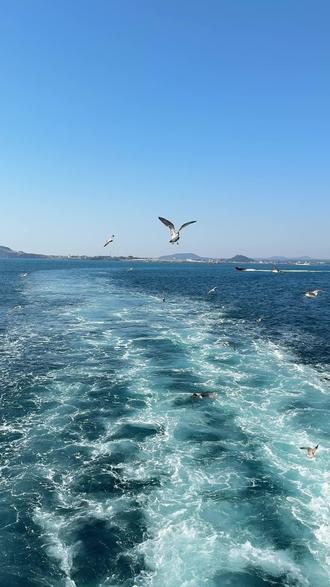 诡秘 有什么烦恼上济州岛来说#济州岛 #牛岛