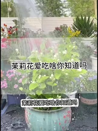 补铁调酸二合一肥料新升级粉剂硫酸亚铁柠檬酸花肥养花土壤调节剂#土壤改良 #土壤调节剂 #爱生活爱养花 #养花小知识 #茉莉花养护技巧