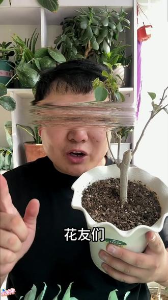 沃地沃豆粕新一代有机菌肥改善土壤促芽养根爆开花 #养花豆粕肥 #养花小知识 #促芽养根 #盆栽花卉肥料 #花卉养护