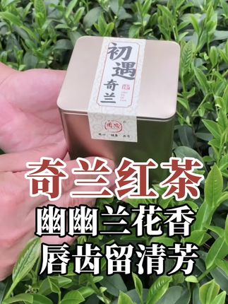 奇兰红茶,幽幽兰花香,快来试试吧看它是否是你想要的类型。 #奇兰红茶#兰香红茶 #小种红茶 #红茶#好茶推荐