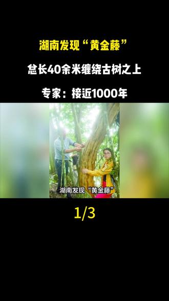湖南发现“黄金藤”,总长40余米缠绕古树之上,专家:接近1000年