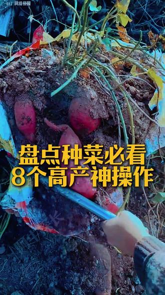 盘点种菜必看!8 个高产神操作,新手也能收满筐~ #科普 #新农人计划2026 #种植小技巧 #每日阿牛科普