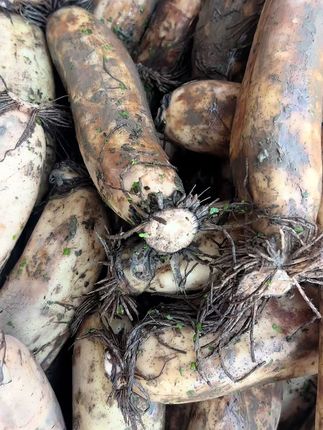 #优质农产品 #家乡特产 #农副土特产品 #洪湖粉藕 #抖音助农  上午采摘下午发货 顺丰包邮