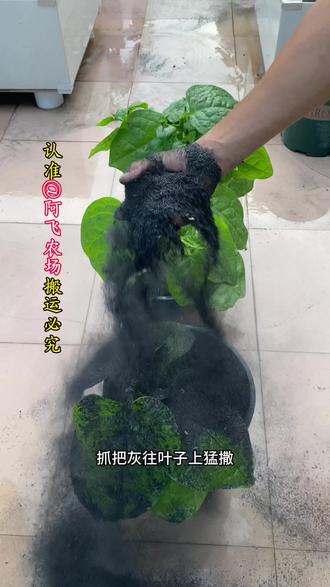 你给蔬菜用的草木灰没效果?是你根本就没用对,今天就教你草木灰 到底怎么用#种菜 #草木灰 #草木灰的作用 #种菜小技巧 #种菜种菜