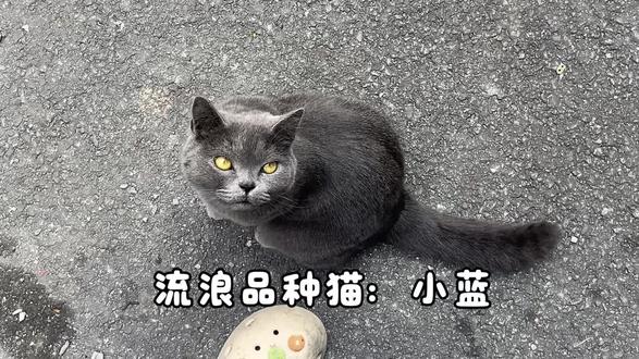 蓝猫也要流浪了,有谁能收养它吗?
有谁领养它啊?最近天气冷了,阿姨也准备回家没的喂它,我下周过完就不来这边了。希望有好心人带它回家,它很乖很听话,不凶猫。目测是一只绝育了的小公猫。它是被住在这附近的人丢弃(听阿姨说的)说它时不时跑出来,然后接回来又跑出来,后面主人不管了也没喂它了,后面没问她主人搬走没。因为阿姨喂了好久,今天过去的时候附近的老奶奶说有人要抓它走,要宰了它吃它,老奶奶说被人骂那个抓猫的人,所以后面没抓成功,我家里无法再养它,已经3只猫了,每天还要喂很多只流浪猫实在无能力养它,赶紧来个好心人有养猫经验最好,赶紧带它走,我真的怕它被吃了#遗弃的猫咪 #品种猫也会流浪#捡猫 #寻找猫主人 #善待每一个生命