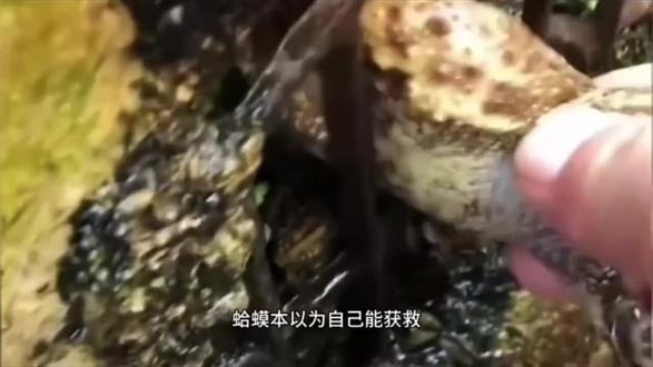 六年前劫狱没成功,六年后再遇网友!“蛤蟆喜提六年有期徒刑!”#搞笑 #太搞笑了 #动物世界 #爬宠