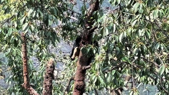 #野生动物零距离 动物世界之巨松鼠