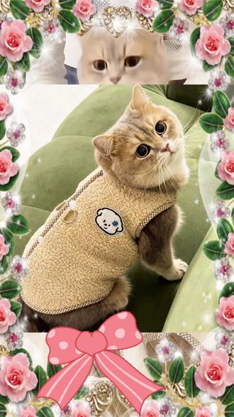 猫咪衣服秋冬可牵引防掉毛加绒保
暖金渐层布偶猫蓝猫英短可爱绒衣#宠物衣服 #宠物用品