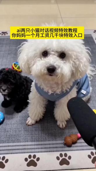 ai两只小猫对话视频特效教程 你妈妈一个月工资几千块特效入口 #你妈妈一个月工资几千块 #小猫ai 猫咪ai 两只猫AI互怼 AI猫咪怼人对话 猫咪AI搞笑对话 两只猫ai互动视频 猫咪ai对话特效 最近3天火爆萌宠视频 小狗小猫ai视频 #两只猫对话ai视频制作 猫咪AI对口型 小猫AI搞笑配音 两只猫ai对话怎么拍#剪映 两只猫对话ai制作教程 ai猫对话视频制作教程 AI萌宠对话教程#两只猫对话ai 猫咪AI语音对话 两只猫AI拌嘴 小猫AI吐槽视频 两只猫AI聊天 ai视频对话生成器 宠物AI对话生成 萌宠AI对话特效 猫狗AI互动视频 宠物AI短剧制作 萌宠AI对话模板 猫咪AI对话教学 猫咪AI脱口秀视频 你妈妈一个月工资几千块教程 你妈妈一个月工资 你妈妈一个月工资ai 你妈妈一个月工资几万ai制作口令 你妈妈一个月工资几千块是多少钱 你妈妈一个月工资ai怎么做 你妈妈一个月工资几千块同款 你妈妈一个月挣多少钱 两只猫对话ai怎么做