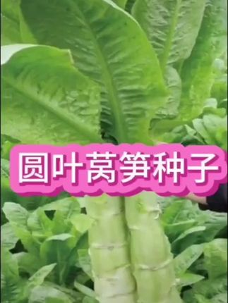 好东西要一起分享#点击小黄车直接购买