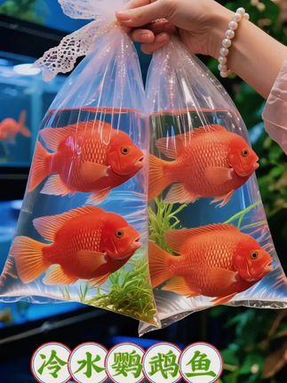 #鱼缸里的大自然 #见鱼者好运连连 #冷水鹦鹉鱼 #鱼儿自由自在的水中游 #养鱼日记 最近被冷水鹦鹉狠狠种草,直接打开养鱼新次元!谁说养鱼就得砸钱?这小家伙便宜、好养还颜值爆表,新手鱼友闭眼冲!  优点简直开挂:几十块就能拿下,比动辄几百的热带鱼香太多,学生党无压力;对水质要求低,不用加热棒也能活蹦乱跳,妥妥懒人救星;颜色超全,金黄、火红、黑白相间… 颜值碾压不心疼!  养它也有小窍门:鱼缸选至少40cm的,给活力满满的它们足够空间;每周换三分之一水,保持清澈;喂食别偷懒,鱼饲料、红虫、丰年虾随便喂,但要少量多次,别污染水质~  只要稍微上点心,冷水鹦鹉就能状态拉满!搭配点水草造景,鱼缸直接变身治愈小世界,没事观察它们游来游去,乐趣简直藏不住 !