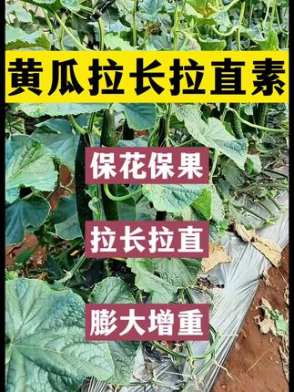 #黄瓜 #黄瓜种植技术 #黄瓜高产