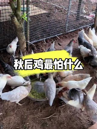 秋后鸡最怕什么#科学养鸡#养鸡小妙招#三农