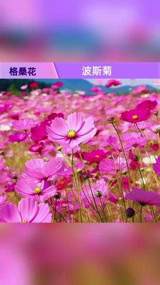 格桑花种子四季播种庭院花卉易种观赏植物 #阳台种花 #庭院花卉推荐 #观花植物 #园艺种子 #四季常开