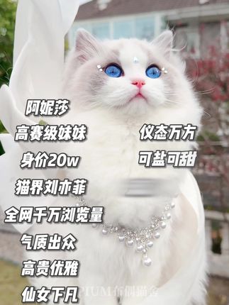 OPIUM布偶猫舍的日常