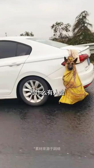 300 公里,62 具毛孩子的尸体......它们不是流浪狗,是主人想带回家过年的家人,
很多人不是不爱,只是用错了方式,把爱变成了致命伤害。
#狗狗 #生命 #保护动物 #养宠人 #猫狗