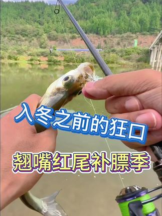 秋季路亚翘嘴红尾好时机 像这样的桥墩秋季翘嘴红尾大量觅食,还是小虾好用狂拔红尾。#路亚翘嘴#路亚红尾#银甲虾